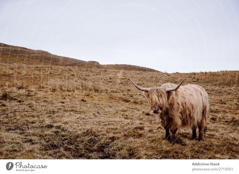 Hochlandrinderkuh auf trockenem Gras Kuh Wolken züchten Schottisches Hochlandrind haarig flockig Vieh Weide Wiese regenarm Natur Landschaft Feld natürlich