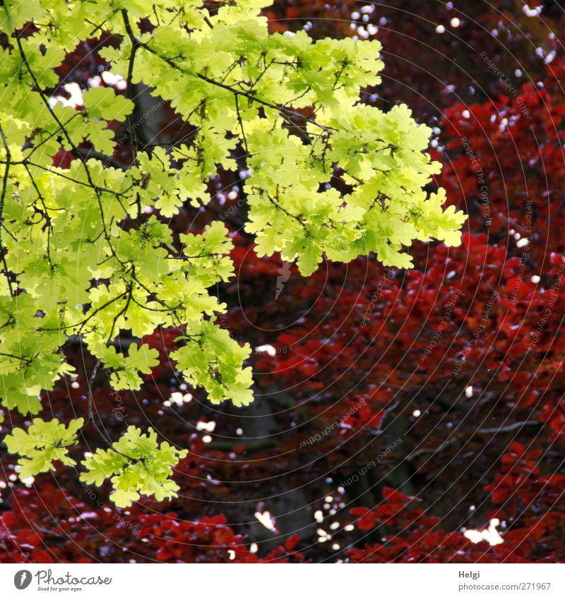 Kontraste... Natur Pflanze Frühling Schönes Wetter Blatt Eiche Eichenblatt Ast Rotbuche Rotbuchenblatt Park leuchten Wachstum authentisch außergewöhnlich