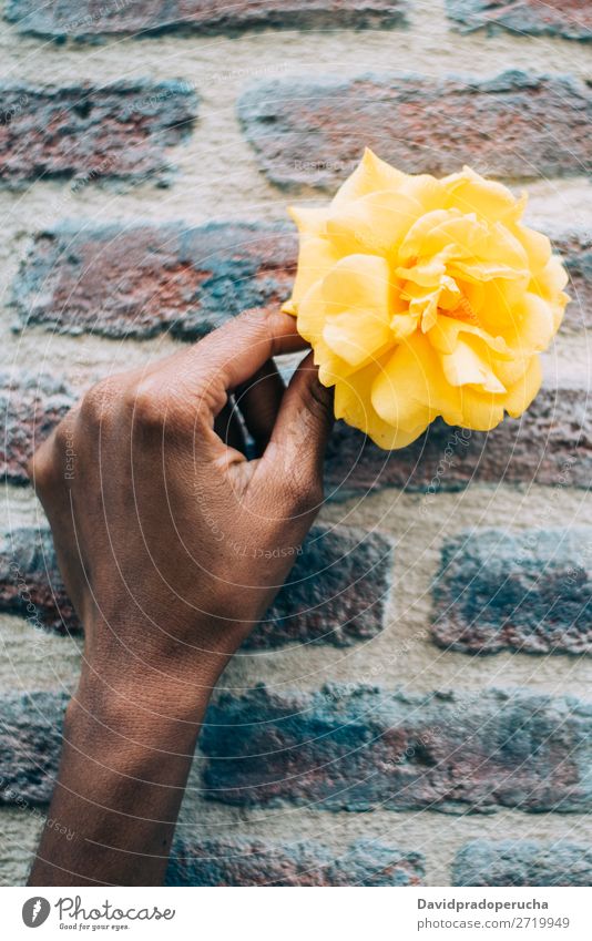 Frauenhände halten eine gelbe Rosenblume. Blume Natur Feste & Feiern Konsistenz Geschenk urwüchsig Halt Hintergrundbild Fürsorge Liebe Nahaufnahme Blütenblatt