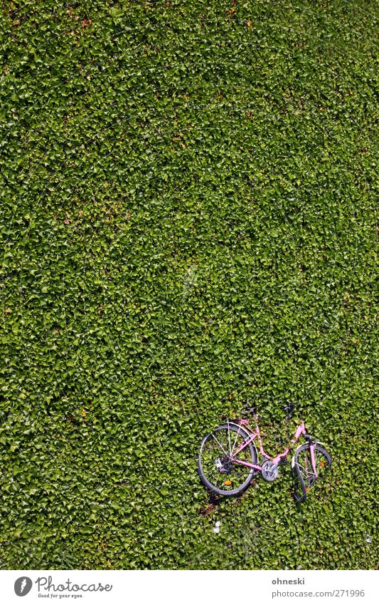 Fahrt ins Grüne Pflanze Blatt Grünpflanze Bodendecker Fahrrad kaputt grün Einsamkeit Misserfolg Umwelt Verzweiflung Zerstörung Farbfoto Außenaufnahme