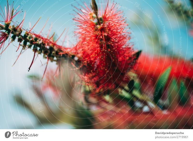Nahaufnahme einer Flaschenbürstenblüte Zylinderputzer Pflanze Blume Baum Konsistenz Hintergrundbild abstrakt Textfreiraum Tapete Natur Farbe Sträucher rot