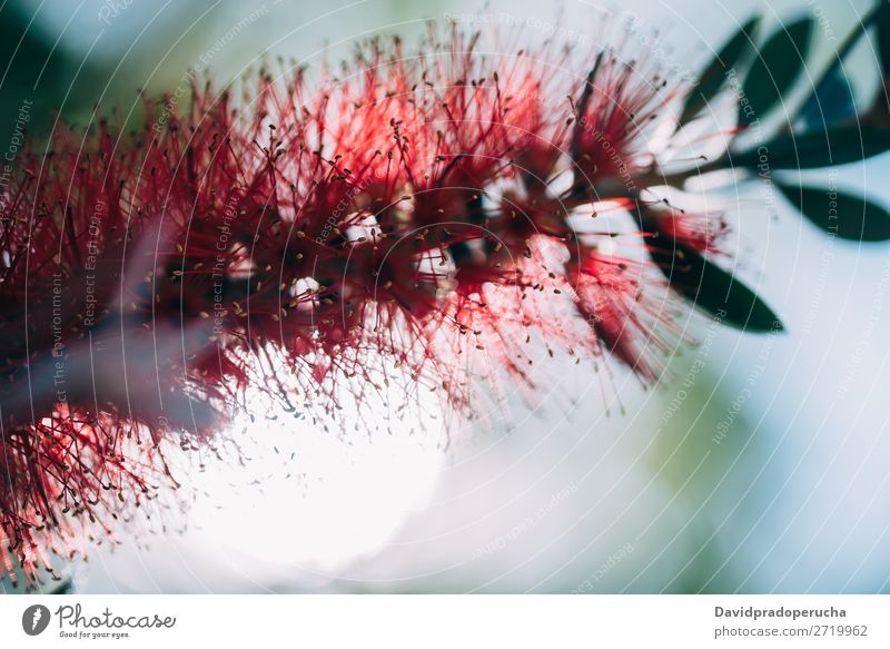 Nahaufnahme einer Flaschenbürstenblüte Zylinderputzer Pflanze Blume Baum Konsistenz Hintergrundbild abstrakt Textfreiraum Tapete Natur Farbe Sträucher rot
