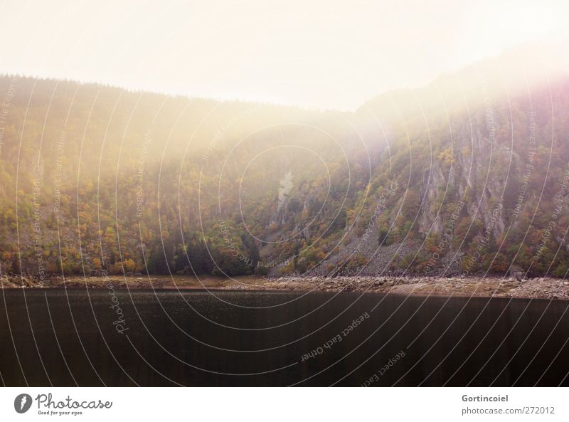 Lac Blanc Umwelt Natur Landschaft Sonne Sommer Schönes Wetter Wald Felsen Berge u. Gebirge Seeufer schön Abenddämmerung Lichteinfall Lichtschein Elsass