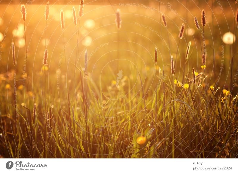 uncut Umwelt Natur Landschaft Sonne Frühling Schönes Wetter Gras Wiese Blühend Duft Wärme gelb gold grün orange rot Stimmung Idylle ruhig Farbfoto Außenaufnahme