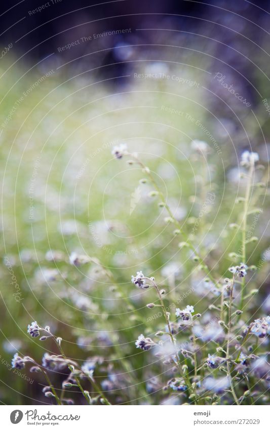 lilalu Umwelt Natur Frühling Blume Gras Sträucher Wiese natürlich grün violett Farbfoto Außenaufnahme Nahaufnahme Detailaufnahme Makroaufnahme Menschenleer Tag
