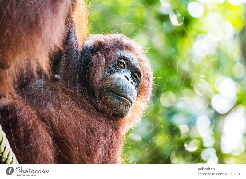 wertvoll | die tiere dieser welt Ferien & Urlaub & Reisen Tourismus Ausflug Abenteuer Ferne Freiheit Natur Urwald Wildtier Tiergesicht Fell Orang-Utan Affen