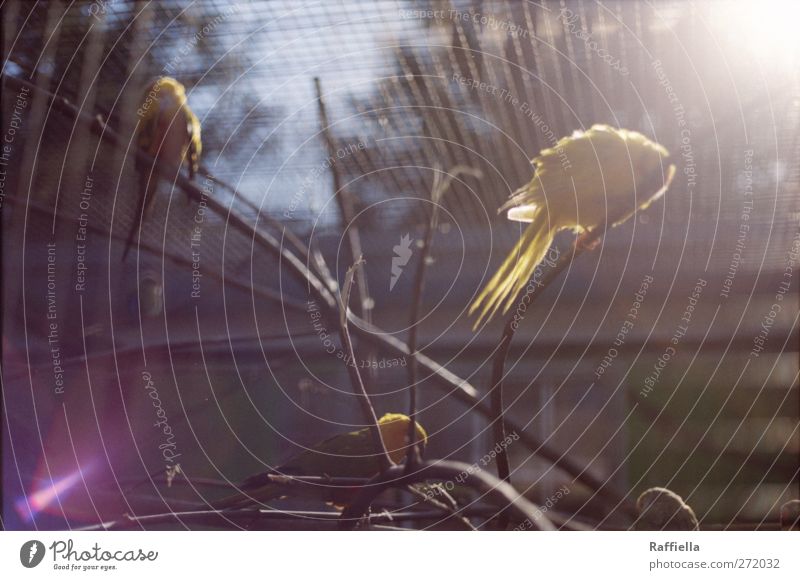 Morgensonne Himmel Pflanze Baum Sträucher Geäst Vogel Flügel Zoo Kanarienvogel Tiergruppe Schwarm leuchten gelb scheinend Käfig Ast Farbfoto Außenaufnahme