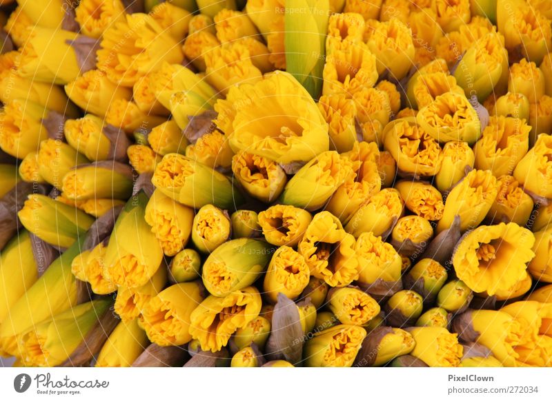 Narzissen Garten Pflanze Blume Tulpe gelb Farbe Farbfoto Detailaufnahme Menschenleer Tag Vogelperspektive