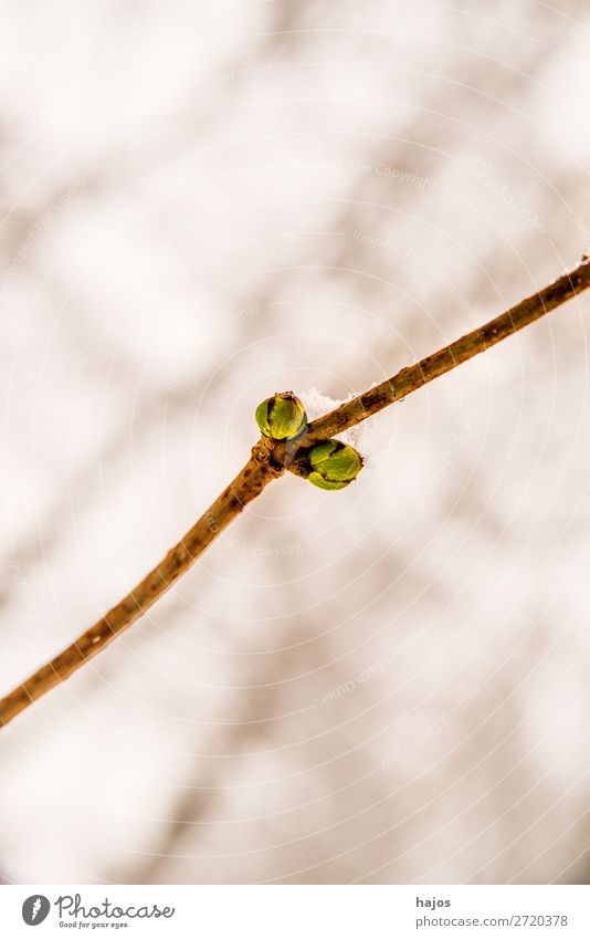 Baumknospe im Schnee Winter Pflanze springen Knospe Trieb Antrieb Austrieb weiß Hintergrund neutral Tiefenschärfe gering Jahreszeit braun früh Farbfoto