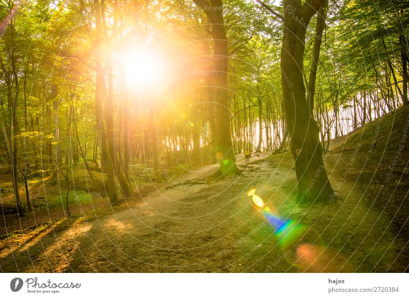 Wald an der Ostseeküste in Polen im Gegenlicht Natur Schönes Wetter Moos Küste hell grün Sonnenstrahlen Reflexion & Spiegelung Laubwald Düne Küstenwald
