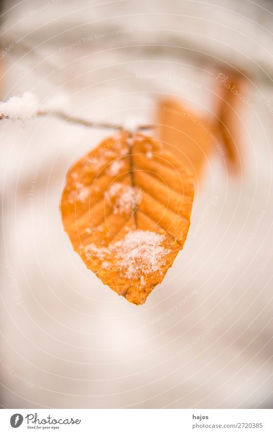 Buchenblatt im Schnee Winter Natur Klima Baum braun weiß Schneehaube Blatt verzuckert Jahreszeit verschneit Farbfoto Außenaufnahme Nahaufnahme Menschenleer