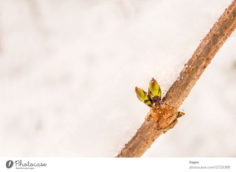Baumknospe im Schnee Winter Natur Pflanze springen Knospe Trieb weiß Jahreszeit Wachstum Frühjahr Neubeginn Flora Farbfoto Außenaufnahme Nahaufnahme
