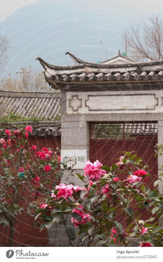 ChinaGarten Pflanze Blume Rose Blatt Blüte exotisch Park Menschenleer Tor ästhetisch außergewöhnlich positiv schön Abenteuer Idylle Chinesischer Garten