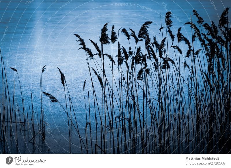 Gräser am See Umwelt Natur Landschaft Pflanze Wasser Winter Gras Seeufer natürlich blau Zufriedenheit Einsamkeit Erholung Farbfoto Gedeckte Farben Außenaufnahme