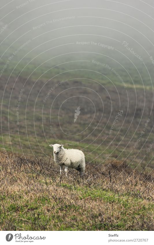 ein Nebelschaf Schaf Nutztier ländliches Motiv schlechtes Wetter Weide Hügel nordisch Sommer im Norden nordische Natur nordische Romantik Wales Großbritannien