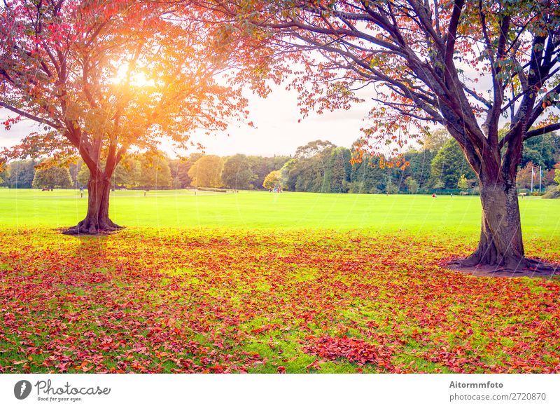 Sonnenuntergang im Herbst schön Umwelt Natur Landschaft Pflanze Himmel Baum Blatt Park Wald frisch hell natürlich braun gelb gold rot Farbe Hintergrund