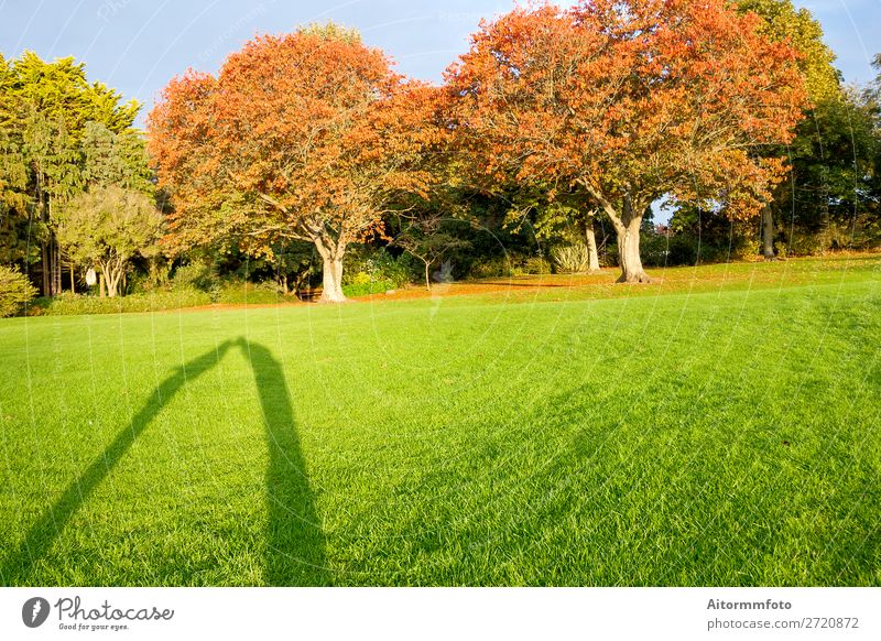 Schatten, die sich küssen. Ferien & Urlaub & Reisen Garten Valentinstag Mensch Frau Erwachsene Mann Paar Natur Landschaft Herbst Baum Gras Küssen Liebe