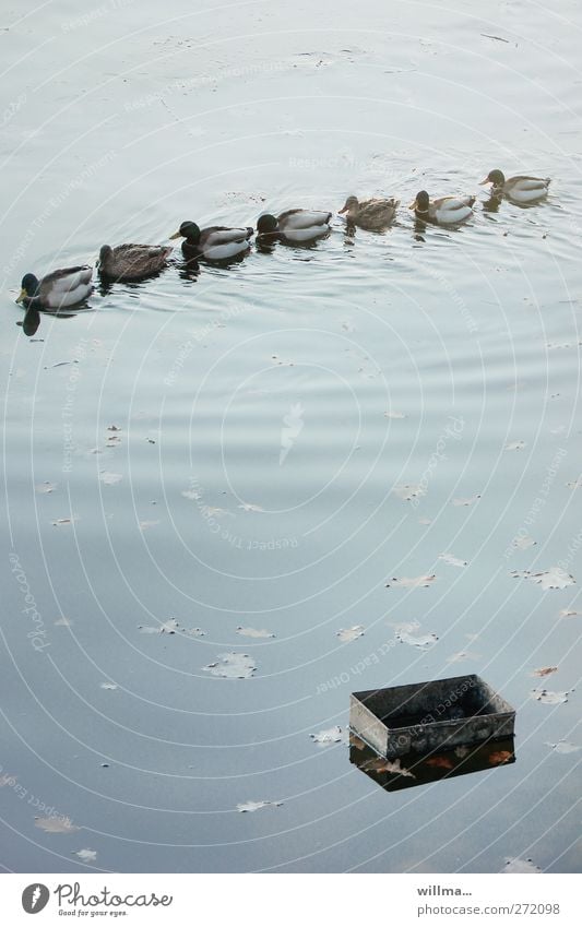 Schatzsuche Enten Teich Ententeich Tiergruppe schwimmen Entengruppe entdecken Zusammenhalt Ausflug Schatztruhe Gänsemarsch hintereinander Formation Mitläufer