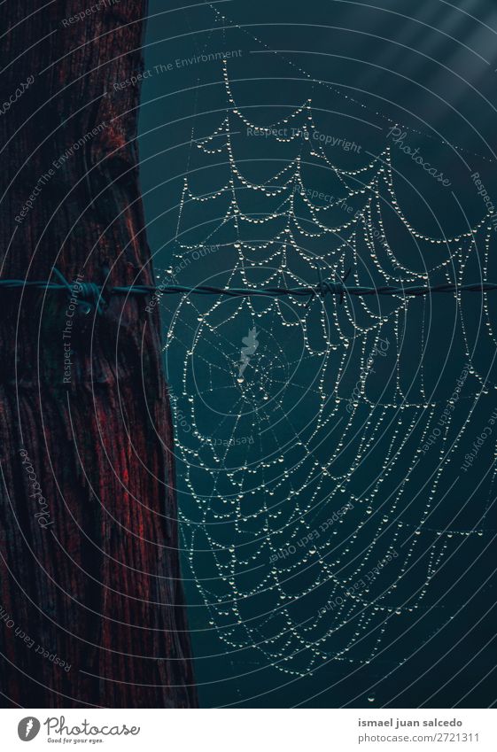 Tropfen auf das Spinnennetz Zaun Stacheldraht Drahtzaun Internet Netz Natur Regentropfen hell glänzend Geborgenheit Schutz Außenaufnahme abstrakt