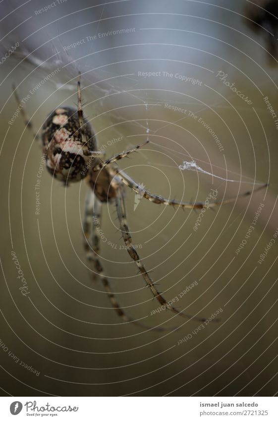 Spinne auf dem Spinnennetz Internet Netz Insekt Wanze Flügel Tier Pflanze Blume Garten Natur Außenaufnahme Hintergrund Beautyfotografie Zerbrechlichkeit elegant