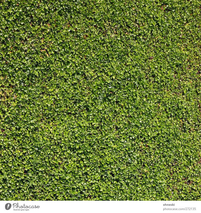 Grün Pflanze Blatt Grünpflanze Bodendecker Hecke Garten grün Hoffnung Leben Farbfoto Außenaufnahme abstrakt Muster Strukturen & Formen Menschenleer