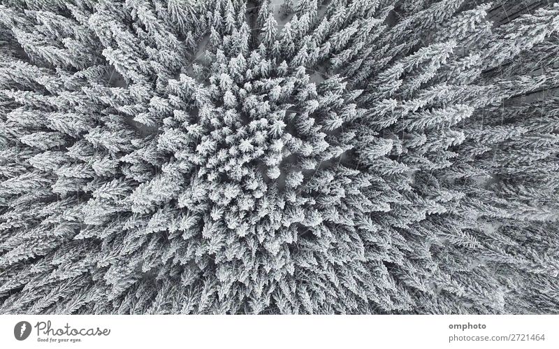 Luftaufnahme vom Gipfel verschneiter Bergkiefern mitten im Winter Schnee Berge u. Gebirge Natur Landschaft Pflanze Wetter Eis Frost Baum Wald frisch weiß