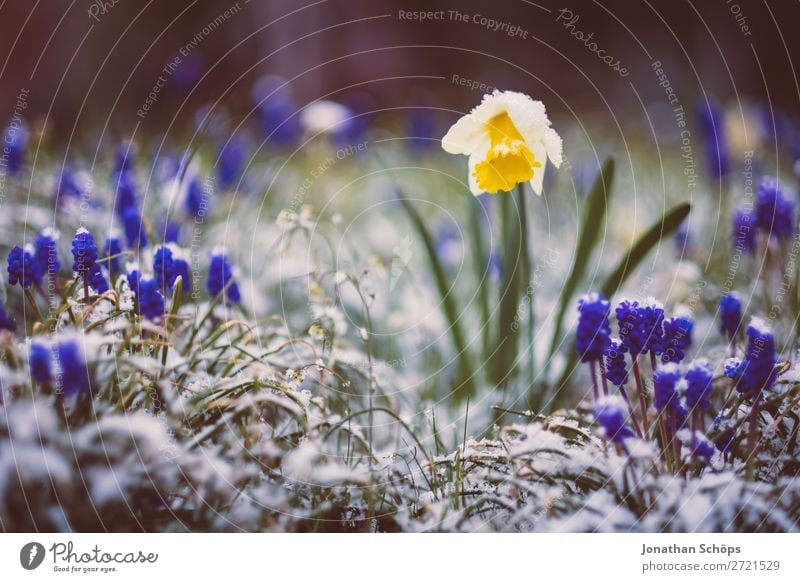 Narzisse im Schnee zwischen Winter und Frühling Erholung Garten Eis Frost Blume Blüte Wachstum kalt blau gelb violett April Thüringen Gelbe Narzisse Narzissen