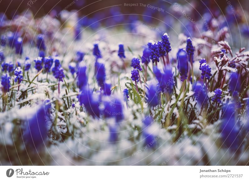 Traubenhyazinthen im Schnee zum Frühlingsanfang Erholung Winter Garten Eis Frost Blume Blüte Wachstum kalt blau violett April Thüringen Blühend Frühlingsblume