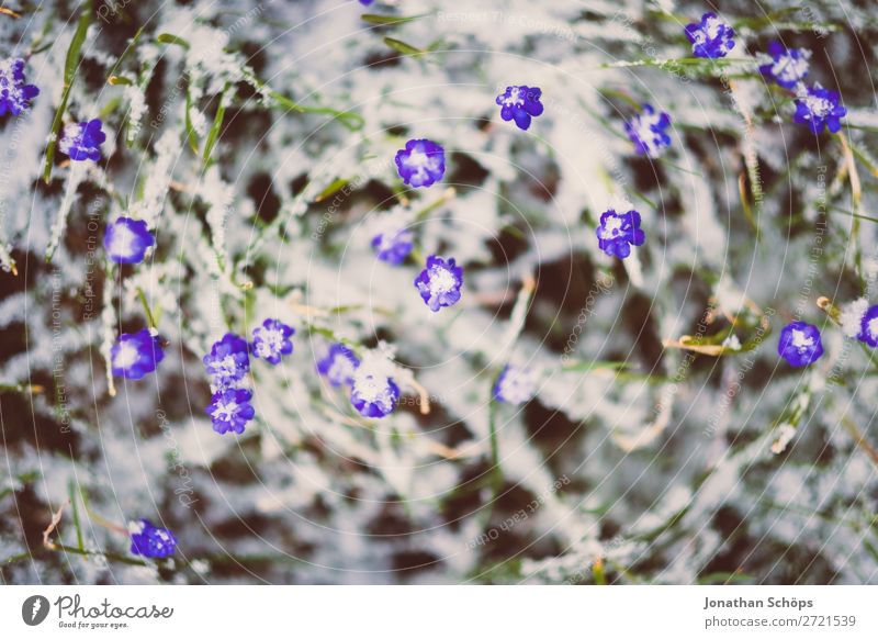 Frühblüher wachsen durch die Schneedecke Erholung Winter Garten Frühling Eis Frost Blume Blüte Wachstum kalt blau violett April Thüringen aprilwetter