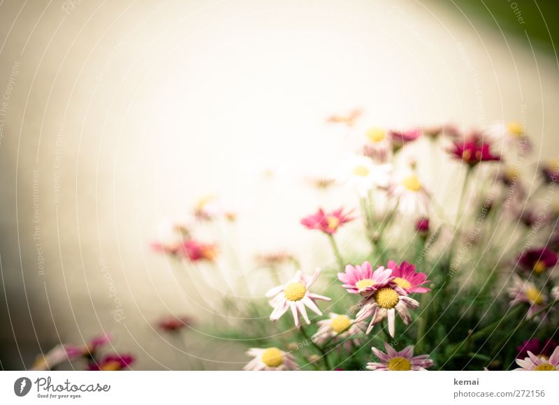 AST5 | Margerite Umwelt Natur Pflanze Sonnenlicht Sommer Schönes Wetter Blume Sträucher Blatt Blüte Margeritenbusch Garten Park Blühend Wachstum rosa weiß