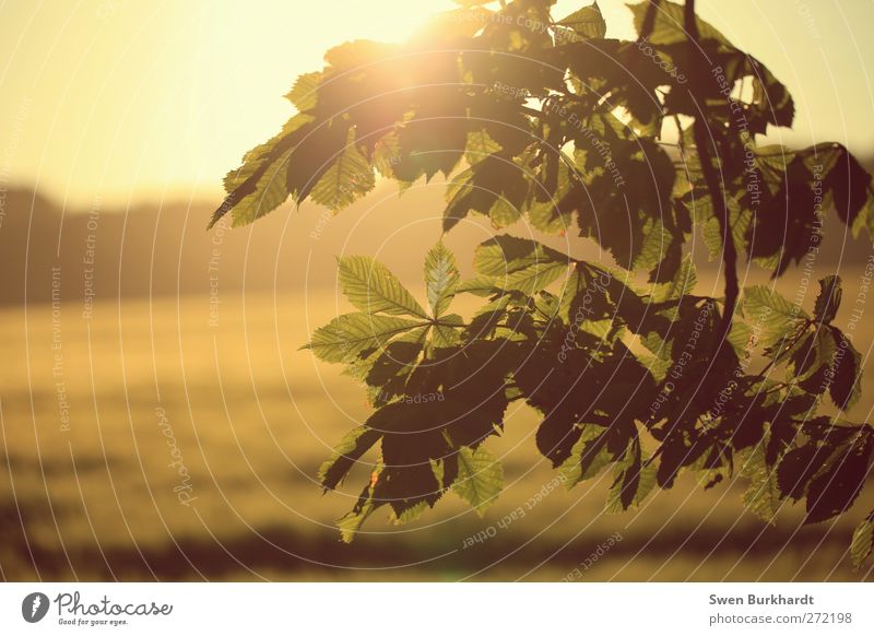 Ein Hauch von Sommer Umwelt Natur Landschaft Pflanze Luft Sonne Sonnenaufgang Sonnenuntergang Sonnenlicht Frühling Herbst Klima Schönes Wetter Blatt Wildpflanze