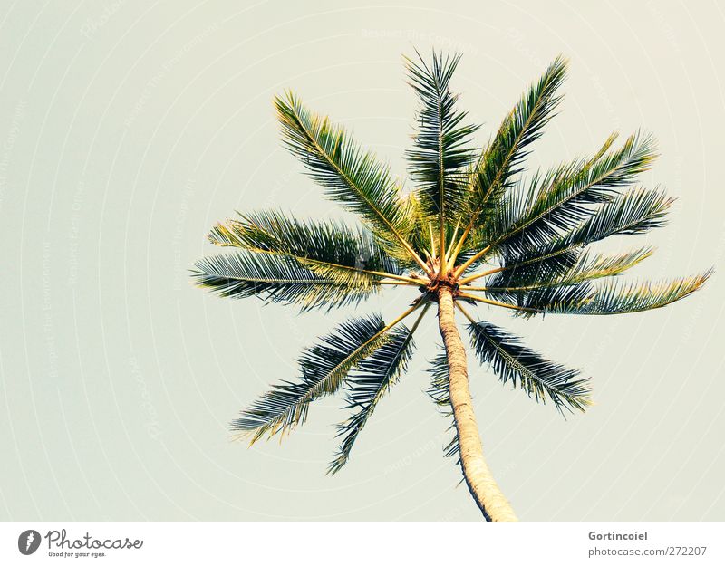 Bali Palm Wolkenloser Himmel Sommer Schönes Wetter Pflanze Baum Fernweh Palme Ferien & Urlaub & Reisen Urlaubsfoto Palmenwedel sommerlich Urlaubsstimmung