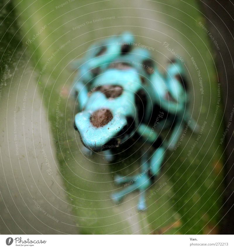 Quak im Glas Natur Tier Pflanze Blatt Wildtier Frosch Pfote exotisch Kopf 1 blau grün feucht Terrarium dreckig Farbfoto mehrfarbig Innenaufnahme Nahaufnahme