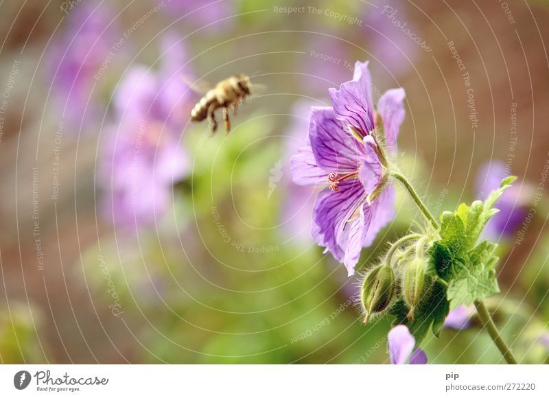 pollen(an)flug Natur Pflanze Sommer Schönes Wetter Blume Blatt Blüte Storchschnabel Pollen Biene Insekt Honigbiene 1 Tier Arbeit & Erwerbstätigkeit fliegen