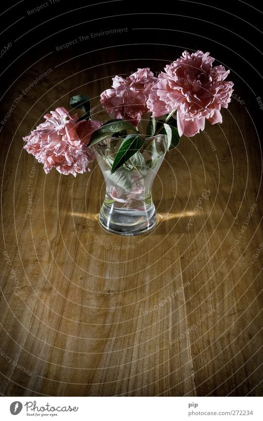 verblüht Blume Blatt Blüte Pfingstrose Blumenvase Holz Glas alt ästhetisch Traurigkeit Trauer Vergänglichkeit welk rosa dunkel Stillleben ruhig zart Farbfoto