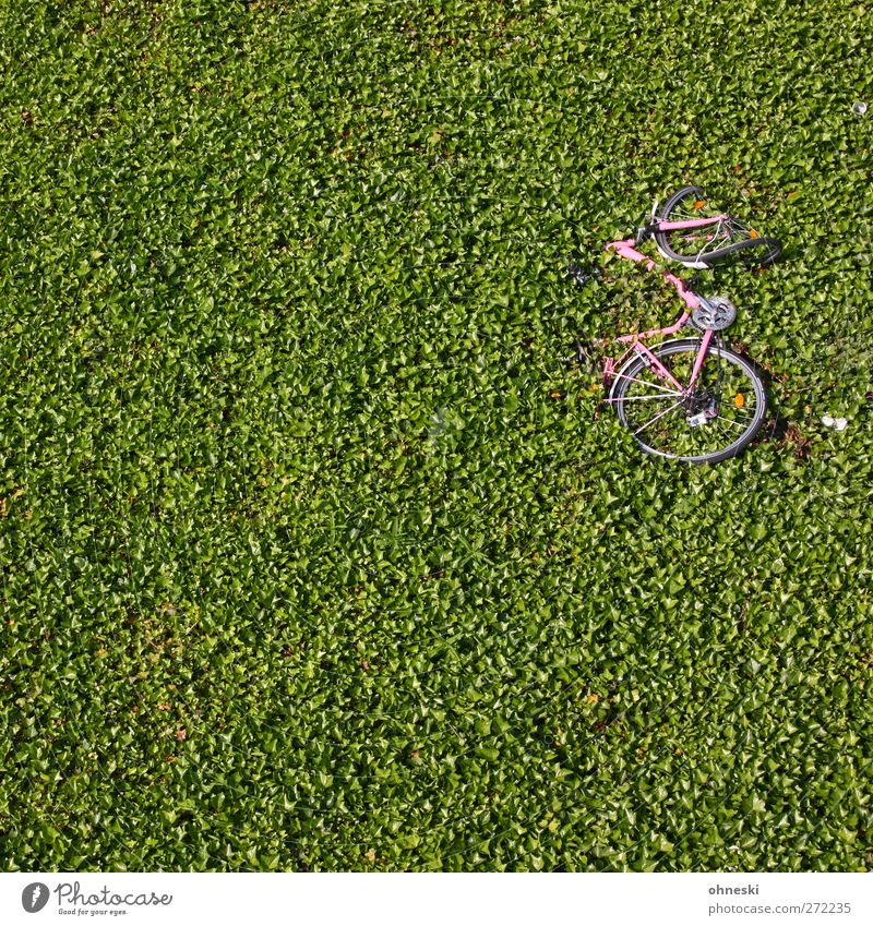 750 - Das Rad... Pflanze Blatt Grünpflanze Bodendecker Hecke Fahrradfahren kaputt grün Unfall Farbfoto Außenaufnahme Strukturen & Formen Menschenleer