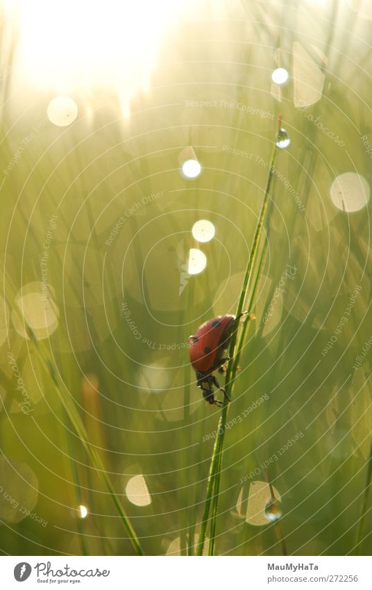 Marienkäfer Natur Pflanze Tier Wasser Wassertropfen Sonne Sonnenaufgang Sonnenuntergang Sonnenlicht Frühling Klima Schönes Wetter Regen Gras Garten