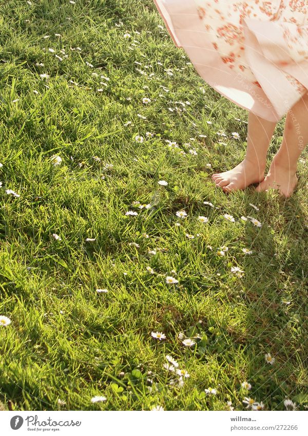 gänseplümelliesel Kind Mädchen Beine Fuß 3-8 Jahre Kindheit Sommer Schönes Wetter Wind Gänseblümchen Wiese Rock Kleid grün rosa Barfuß willma... Farbfoto