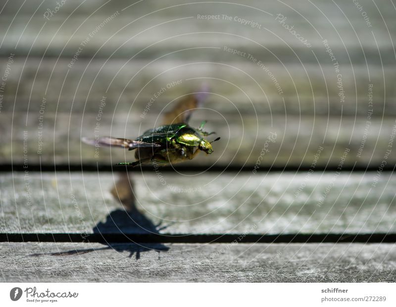 Karl hebt ab Tier Käfer Flügel 1 fliegen glänzend grün Abheben Flugzeugstart Fühler Insekt Landebahn Schatten Schattenspiel Außenaufnahme Nahaufnahme