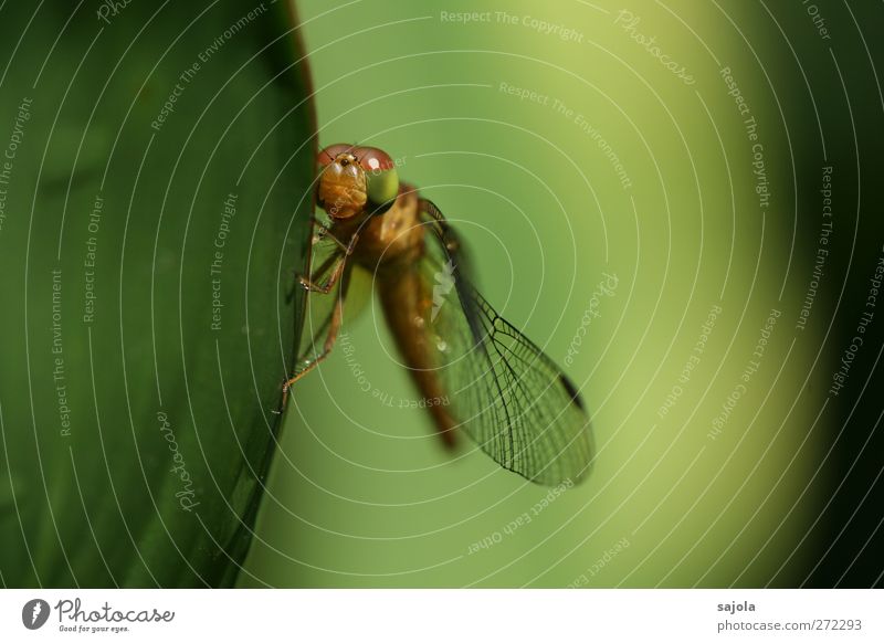 )\ ) Natur Tier Blatt Wildtier Insekt Libelle 1 festhalten warten ästhetisch grün harmonisch Farbfoto Außenaufnahme Nahaufnahme Makroaufnahme Menschenleer