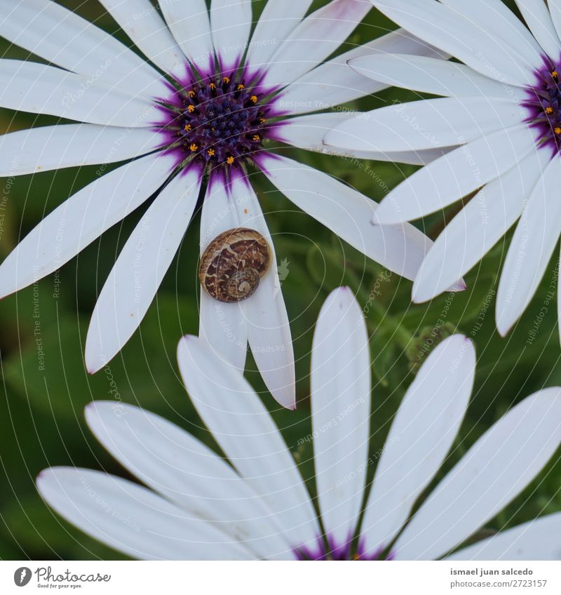 Schnecke auf der Blume Riesenglanzschnecke Tier Wanze Insekt klein Panzer Natur Pflanze Garten Außenaufnahme Zerbrechlichkeit niedlich Beautyfotografie