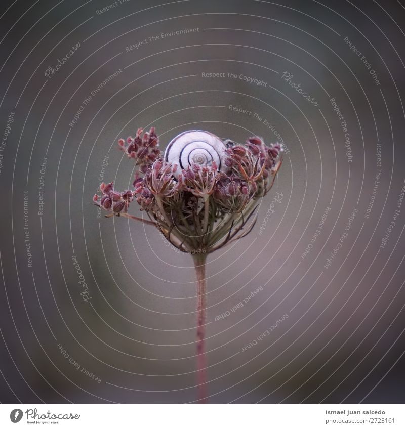 Schnecke auf der Blume Riesenglanzschnecke Tier Wanze Insekt klein Panzer Natur Pflanze Garten Außenaufnahme Zerbrechlichkeit niedlich Beautyfotografie
