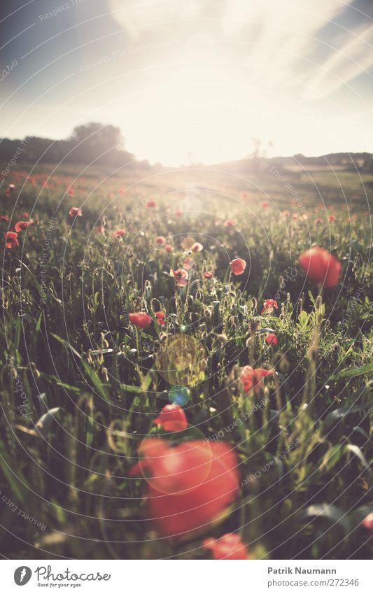 poppy field Umwelt Natur Landschaft Pflanze Tier Sommer Blume Wildpflanze Mohnfeld Feld berühren Blühend glänzend leuchten frisch nachhaltig grün rot