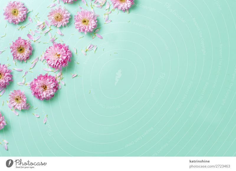 Blumenkomposition auf pastellfarbenem Hintergrund Design Dekoration & Verzierung Hochzeit Frau Erwachsene Mutter Kunst oben rosa Kreativität Postkarte