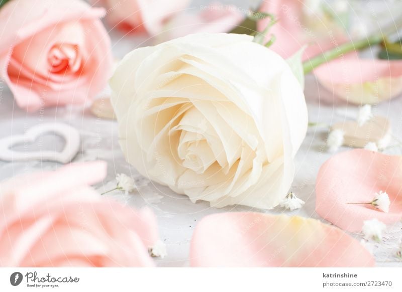 Rosa und cremefarbene Rosen mit Herzen schön Dekoration & Verzierung Valentinstag Hochzeit Handwerk Frau Erwachsene Blume Blüte Holz klein grau neutral Pastell