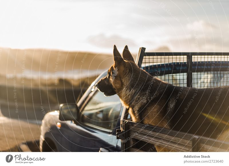 Großer Hund im Auto sitzend PKW Rüssel Pickup Haustier Tier Sommer Fahrzeug niedlich Ferien & Urlaub & Reisen Verkehr groß Schäfer heimisch Azoren Ausflug