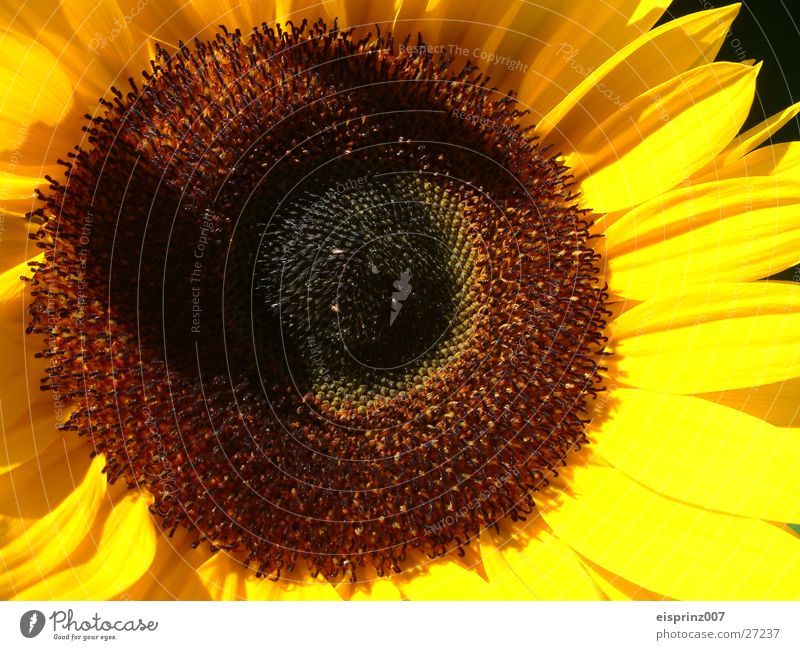 sonneblume Sonnenblume Sommer Frühling Biene Kerne