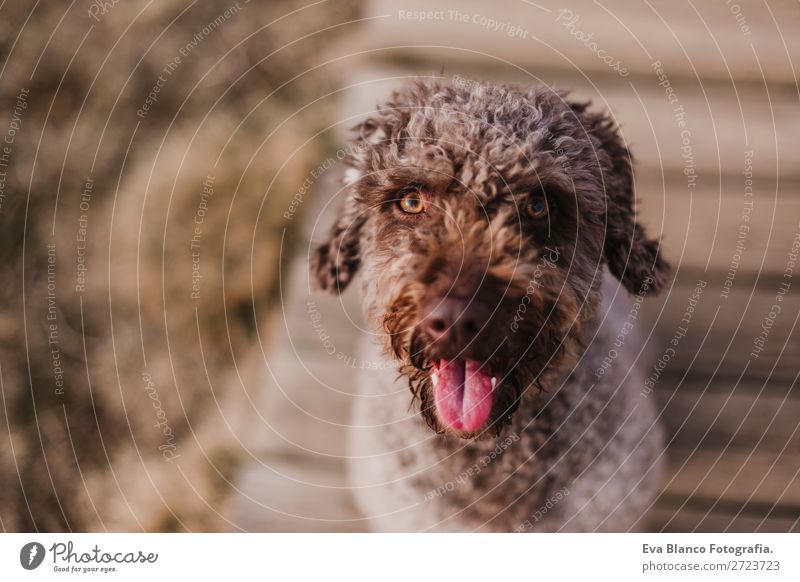 süßer brauner spanischer Wasserhund, der auf dem Boden sitzt. Im Freien Lifestyle Freude Winter Fotokamera Natur Tier Herbst Park Bekleidung Haustier Hund