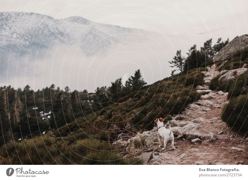 süßer kleiner Hund auf dem Berg Lifestyle Freude Winter Berge u. Gebirge wandern Fotokamera Natur Tier Herbst Nebel Baum Blatt Park Wald Wege & Pfade Bekleidung
