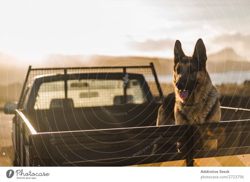 Big Dog Riding im Pickup Kofferraum Hund PKW sitzen Rüssel Reiten Haustier Tier Sommer Fahrzeug niedlich Ferien & Urlaub & Reisen Verkehr groß Schäfer heimisch
